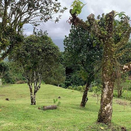 972B-Coin De Verdure Au Pied De La Montagne Pelee Le Morne-Rouge Dış mekan fotoğraf