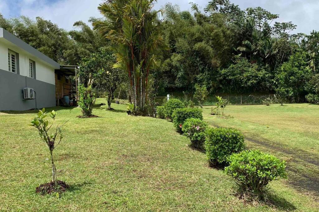 972B-Coin De Verdure Au Pied De La Montagne Pelee Le Morne-Rouge Dış mekan fotoğraf